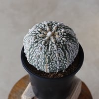 【TAKATAKA】スーパー兜 (3.5号)  no.816/71