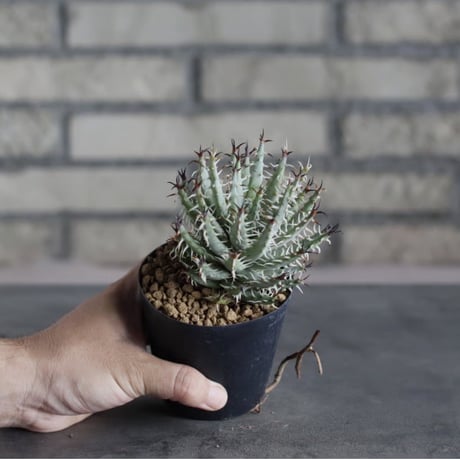 Aloe melanacantha ssp. var. erinacea (3号鉢)  no.719/154