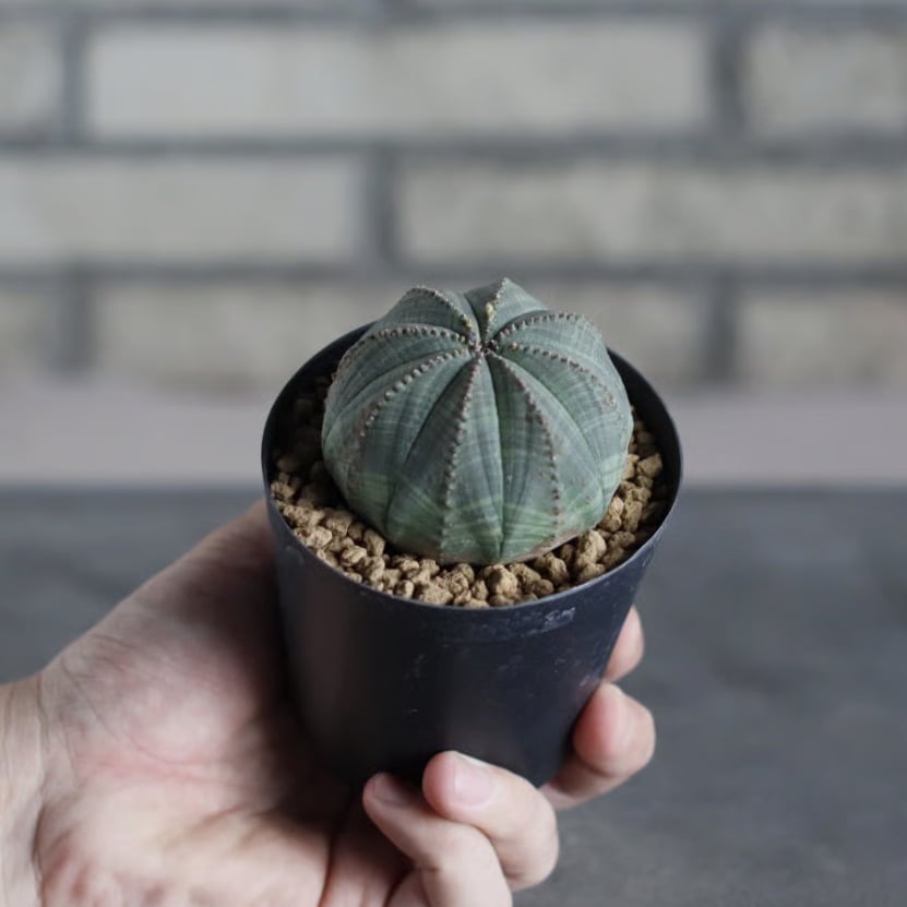 Euphorbia obesa (3号鉢) no.719/160 | 芽の巣山