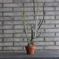 Euphorbia crassa × YAMABACHI (3号) no.927/56