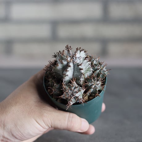 Euphorbia horrida (2.5号)  no.719/168