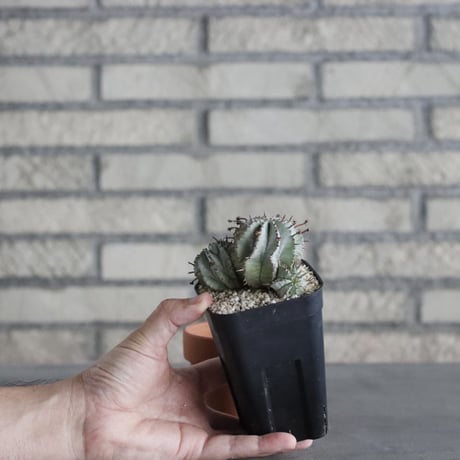 Euphorbia horrida (2.5号) ＋YAMABACHI  no.830/20