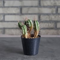 Euphorbia ferox (3号鉢)  no.719/153