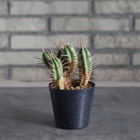 Euphorbia ferox (3号鉢)  no.719/153