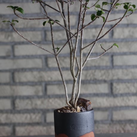 Euphorbia geroldii (花キリン) × N/OH (3.5号)  no.920/3