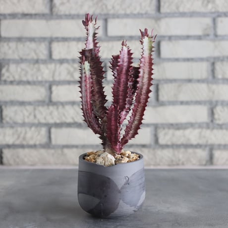 Euphorbia enopla (紅彩閣) × N/OH (4号) no.712/9