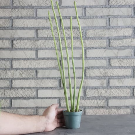 Euphorbia weberbaueri(2.5号) ＋YAMABACHI  no.830/3