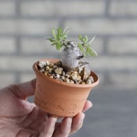 Fouquieria purpusii × N/OH (3号)  no.1004/107