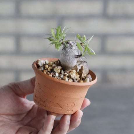 Fouquieria purpusii × N/OH (3号)  no.1004/107
