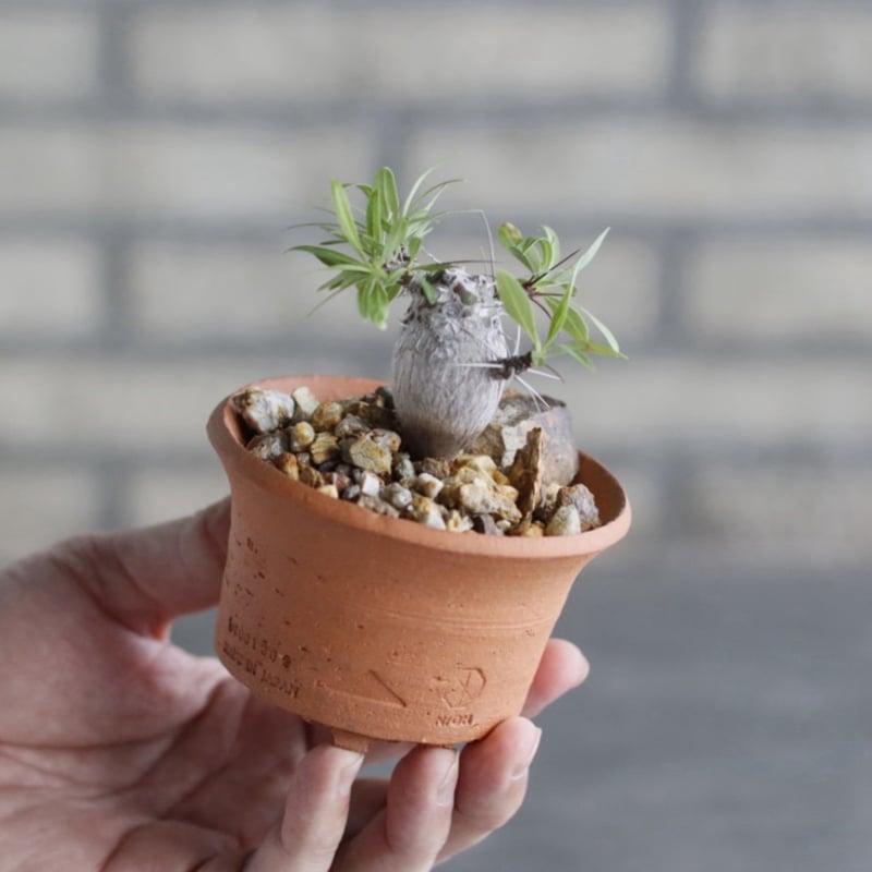 Fouquieria purpusii × N/OH (3号) no.1004/107 |