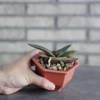 Aloe prinslooi × nos pot (3.5号) no.927/79