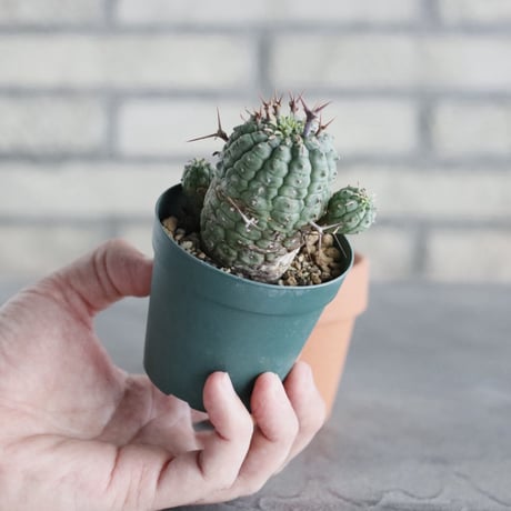 Euphorbia stellispina (2.5号) ＋YAMABACHI  no.830/24
