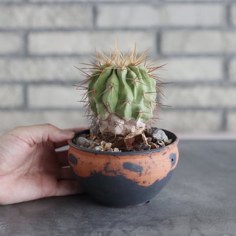 Copiapoa haseltoniana V. gigantea × N/OH (4号)  no.712/14
