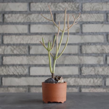 Euphorbia 'Stick Fire' × YAMABACHI (3号)  no.906/25