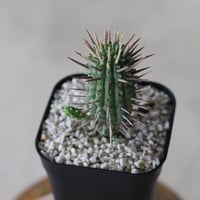 【tres】Euphorbia × inconstantia (3号)  no.816/1