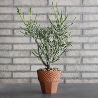 N/OH-TERRACOTTA MIX × Euphorbia enterophora 小型ラセン (4号)  no.730/21
