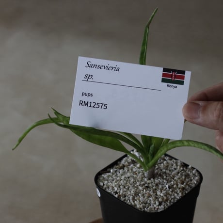 【tres】Sansevieria sp. (3号)  no.816/29