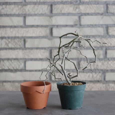 Decarya madagascariensis (3号) ＋YAMABACHI  no.830/13