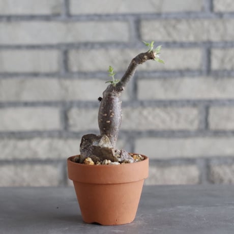 Bursera copallifera × YAMABACHI (3号)  no.1004/120