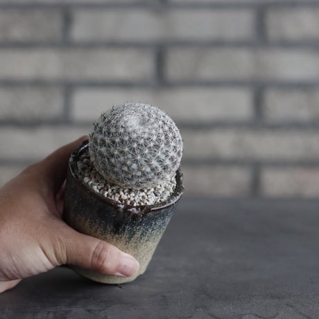 【TAKATAKA】Mammillaria brauneana (恋山彦) × 安西岳郎 / 中川智治 (2.5号)  no.823/29