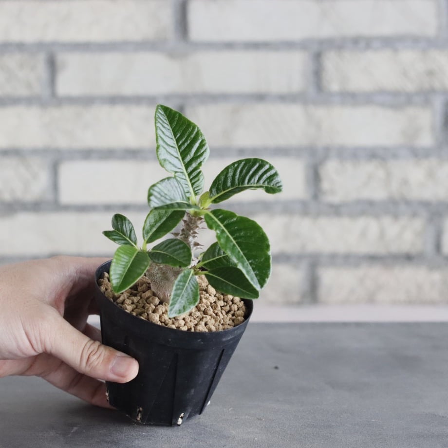 6a4944c450f81d585e4c903c