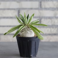Pachypodium enigmaticum (3号鉢)  no.705/130