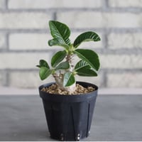 Pachypodium windsorii (3号鉢)  no.705/112
