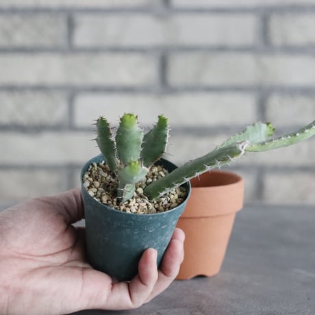 Euphorbia opuntioides (2.5号) ＋YAMABACHI  no.830/28