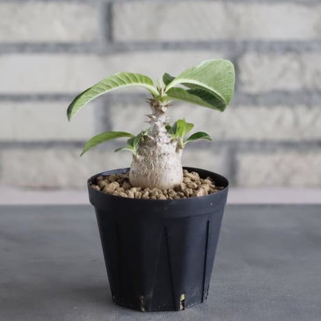Pachypodium windsorii (3号鉢)  no.705/108