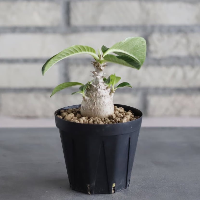 Pachypodium windsorii (3号鉢) no.705/108 | 芽の巣山