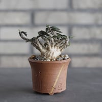 N/OH-TERRACOTTA MIX × Euphorbia cylindrifolia (2.5号)  no.730/3