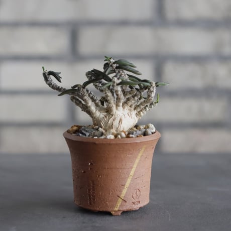 N/OH-TERRACOTTA MIX × Euphorbia cylindrifolia (2.5号)  no.730/3