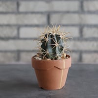 Ferocactus chrysacahthus (金冠竜) × YAMABACHI var. N/OH (3号)  no.906/47