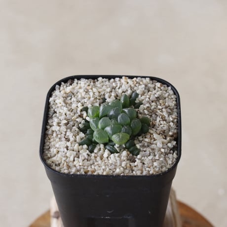 【tres】Haworthia cooperi var. truncata (3号)  no.816/7