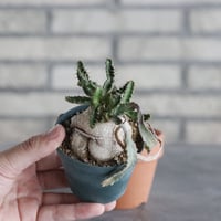 Euphorbia stellata / 飛竜 (2.5号) ＋YAMABACHI  no.830/34