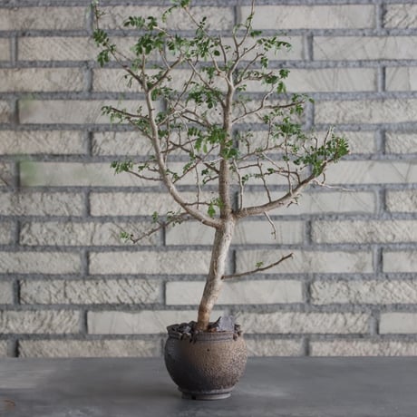 Bursera aptera × takero pot (3号)  no.712/2