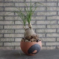 Beaucarnea recurvata × N/OH(6号)  no.906/0