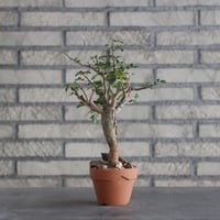 Bursera fagaroides × YAMABACHI (3号)  no.906/16