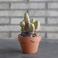 Euphorbia resinifera (白角キリン) × YAMABACHI (3号)  no.906/44