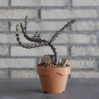 Euphorbia sp. Black stripe  × YAMABACHI (3号)  no.913/71