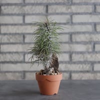Didierea madagascariensis × YAMABACHI (3号)  no.906/33