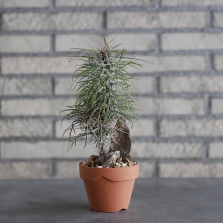 Didierea madagascariensis × YAMABACHI (3号)  no.906/33