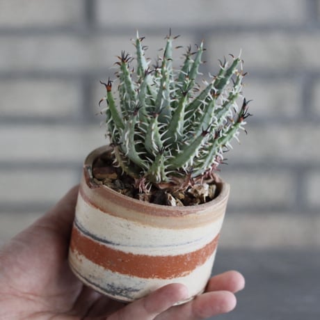 Aloe erinacea × N/OH (3号)  no.920/22