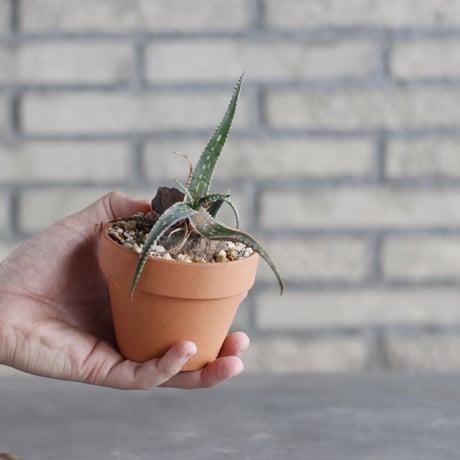 Aloe rebmannii × YAMABACHI (3号)  no.1004/128