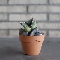 Agave sp. No.1 × YAMABACHI (3号)  no.906/50