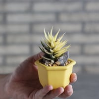 Haworthia 鼓笛錦 × nos pot (2.5号)  no.1004/137