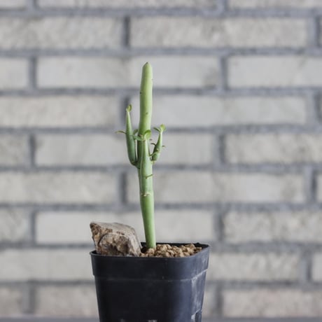 Euphorbia damarana (3号鉢)  no.705/142