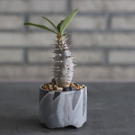 Pachypodium cactipes × N/OH (3号)  no.920/46