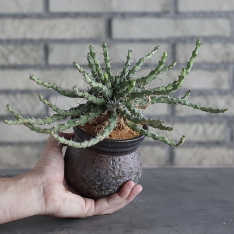 【The One】Euphorbia actinoclada × 中川智治 / ASHFIELD LABORATORY (3.5号)  no.823/7