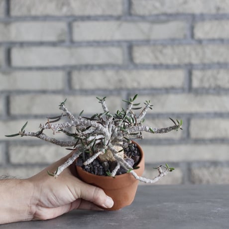 Euphorbia cylindrifolia × YAMABACHI (3号)  no.1004/121